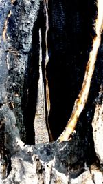 Close-up of tree trunk