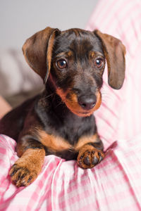 Close-up portrait of dog resting on bed