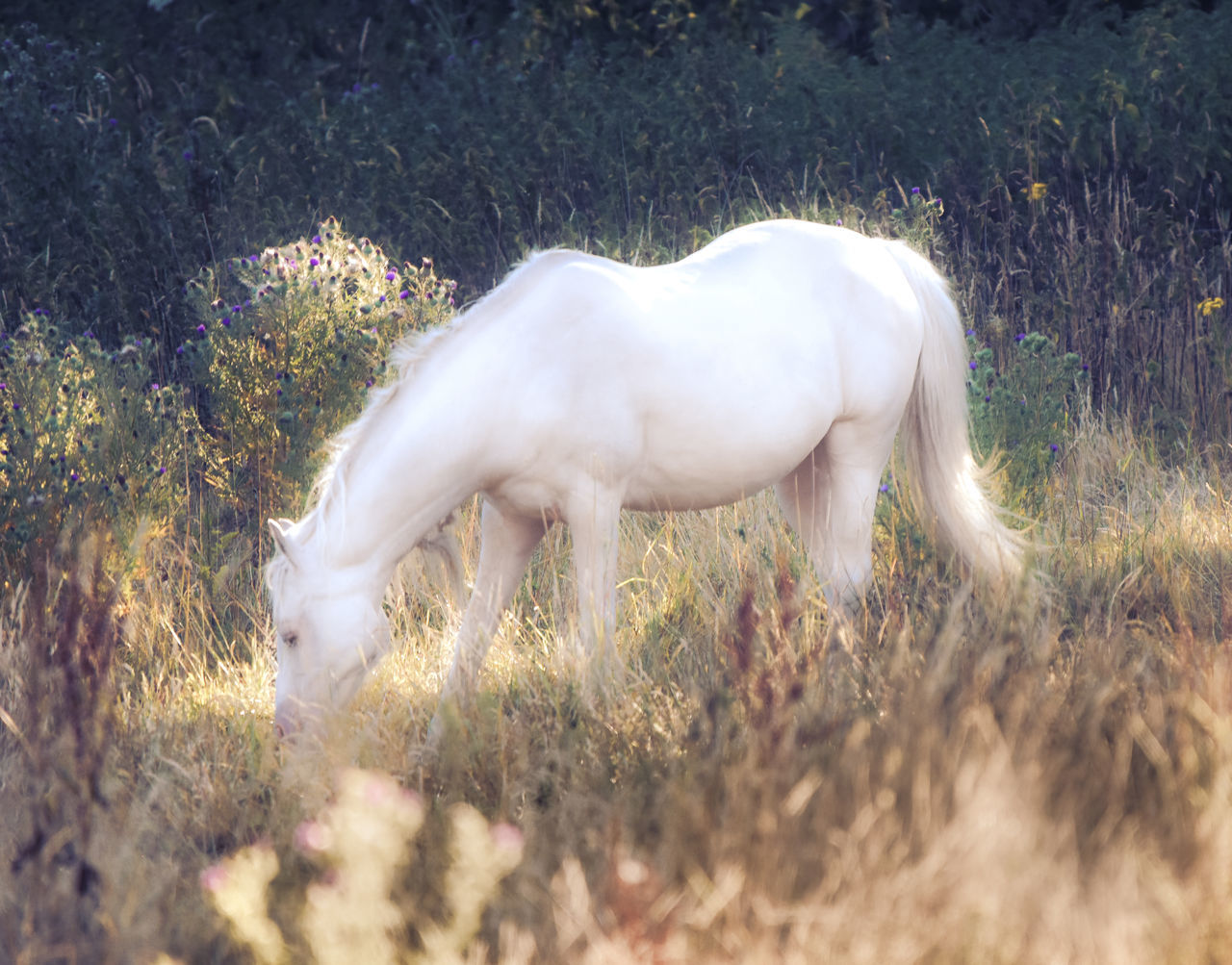 WHITE HORSE GRAZING ON FIELD