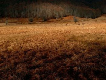 Scenic view of grassy field