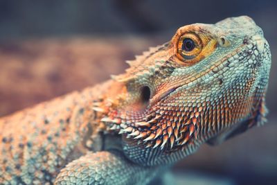 Close-up of lizard