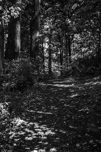 Trees in forest