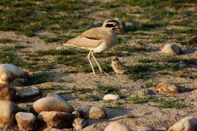 Bird perching on grass