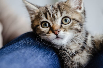 Close-up portrait of cat with kitten