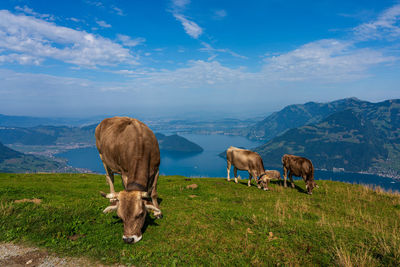 Cows grazing on field against sky