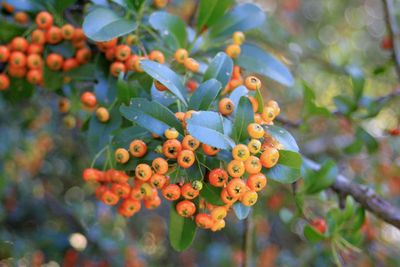 Close-up of berries growing on plant