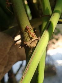 Close-up of insect on leaf