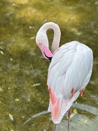 Close-up of a bird