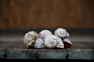 Close-up of seashell 