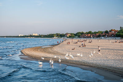 Flock of birds on beach