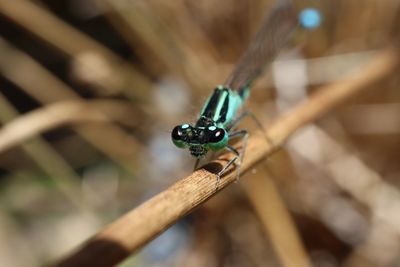 Close-up of damselfly on wood