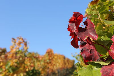 Close-up of red maple leaves against clear blue sky