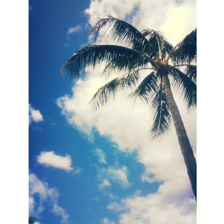 transfer print, sky, low angle view, palm tree, auto post production filter, cloud - sky, cloud, tree, cloudy, nature, tranquility, beauty in nature, day, growth, outdoors, no people, scenics, blue, tranquil scene, tall - high