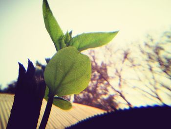 Close-up of fresh green plant