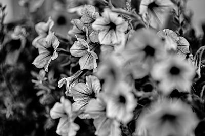 Close-up of wilted flowers on plant