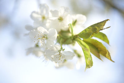 Close-up of white flowering plant