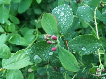 Close-up of leaves