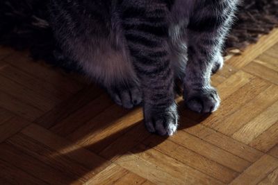 Cat lying on floor