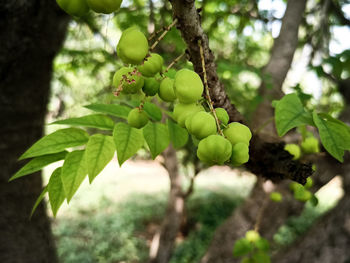 Close-up of fruits growing on tree