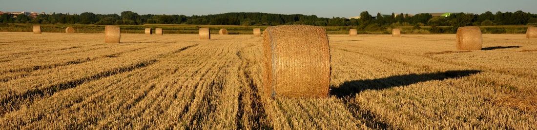 Bales of straw