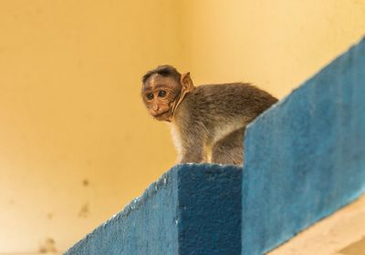 Portrait of monkey  on wall