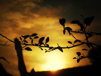 Low angle view of silhouette plants against sky during sunset