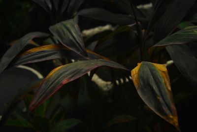 Close-up of flowering plant