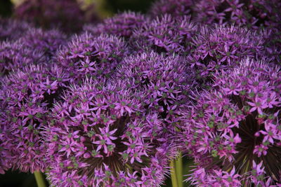 Close-up of pink flowering plants