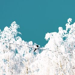 Low angle view of tree against clear blue sky