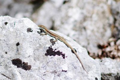 Close-up of insect on rock