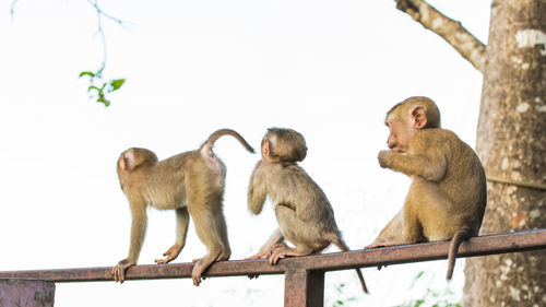 The macaque monkeys of monkey hill, phuket.