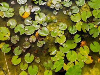 High angle view of leaves floating on water