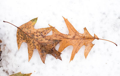High angle view of maple leaves on snow