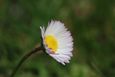 Close-up of white daisy