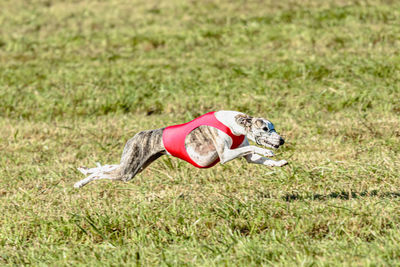 Whippet dog