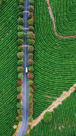 Full frame shot of agricultural field