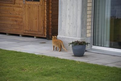 View of cat on grass