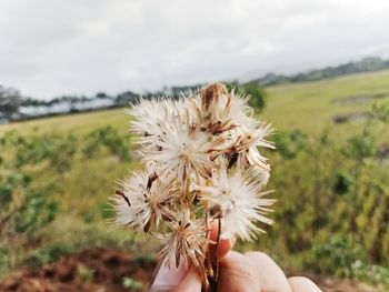 Person holding white flower