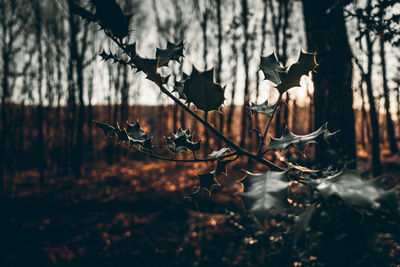 Close-up of dry leaves on tree in forest