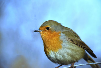 Close-up of bird perching