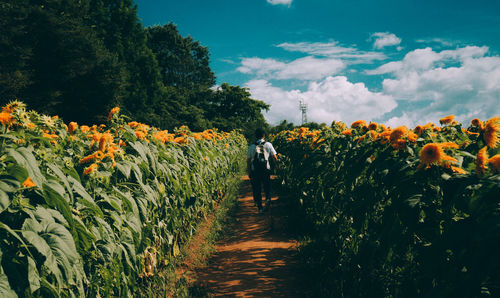 Scenic view of flowering plants on field against sky