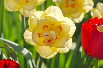 Close-up of red tulip