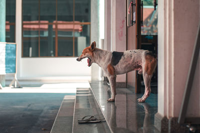 Side view of dog standing against window