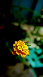 Close-up of yellow flower blooming outdoors