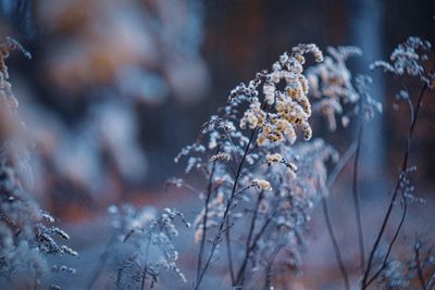 Close-up of frozen flower tree