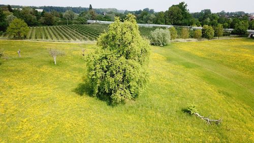 Drone view of a tree