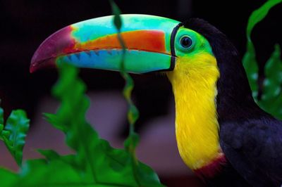 Close-up of a toucan surrounded by leafs