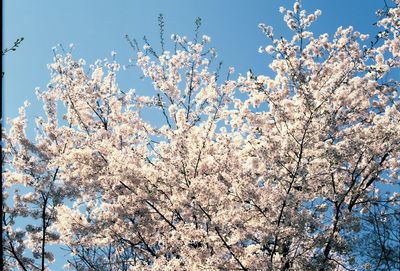 Low angle view of flower tree against clear sky