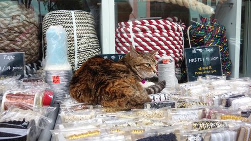 Cat lying on laces at market stall