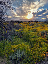 Scenic view of field against sky during sunset